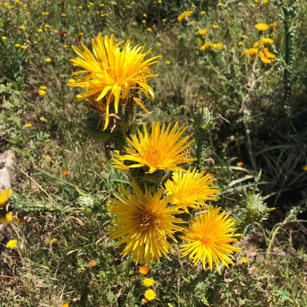 Dramatic Mountain Backdrop