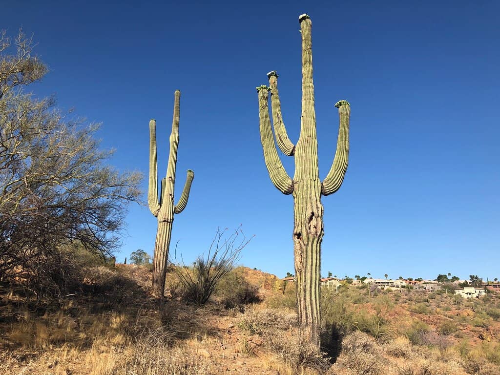 Views of the Fountain