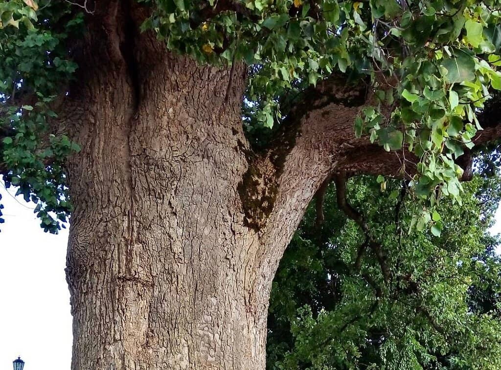 The Majestic Tulip Tree