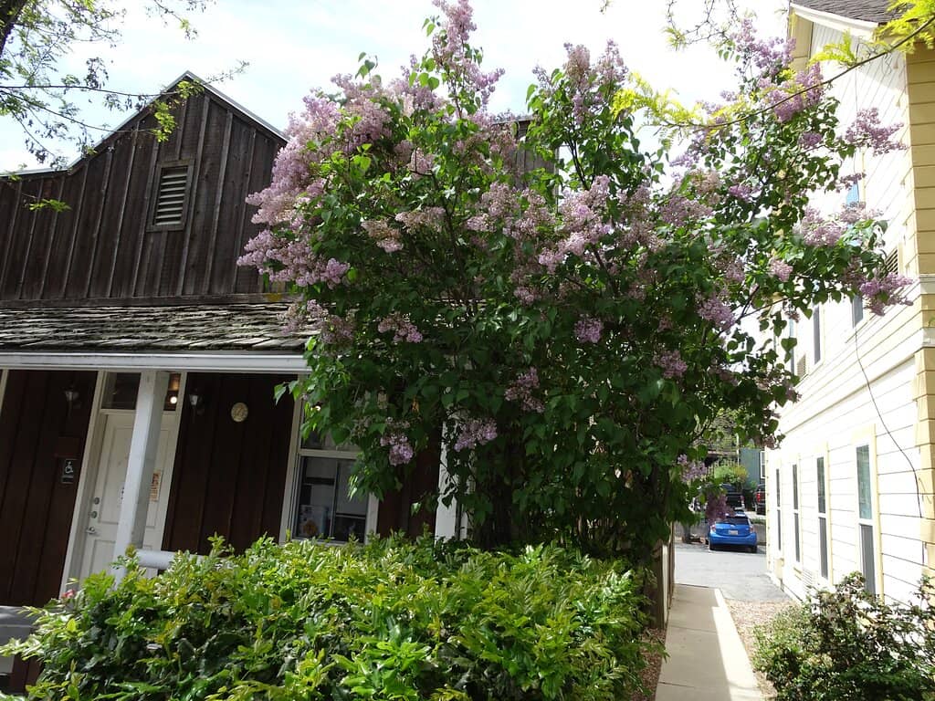 Explore Historic Main Street