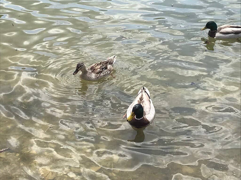 Submerged Village Echoes