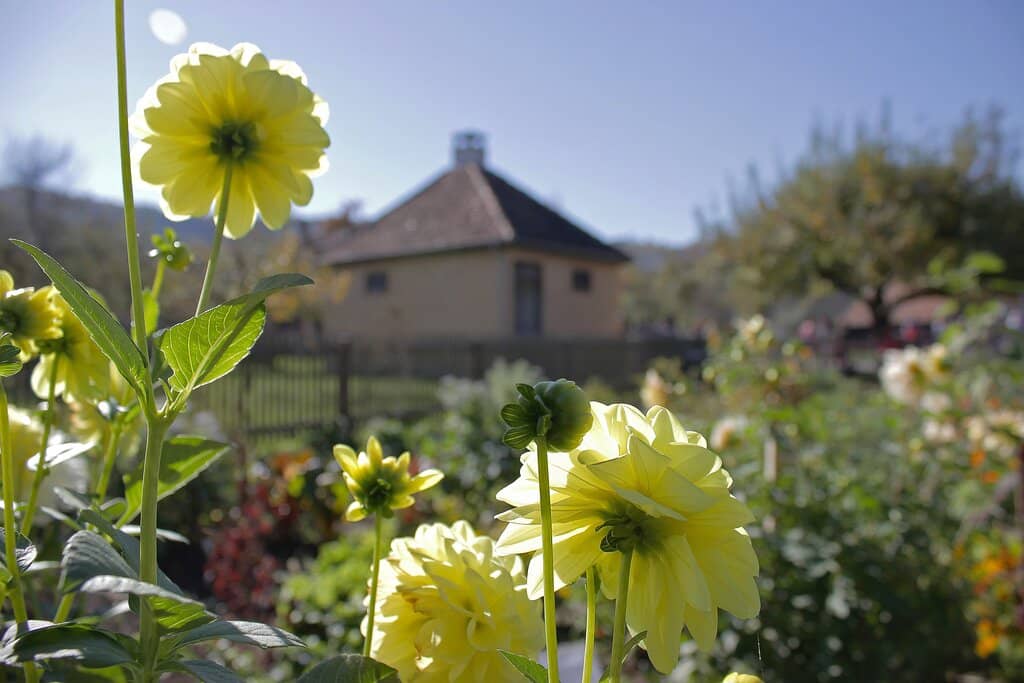 Local Culinary Delights