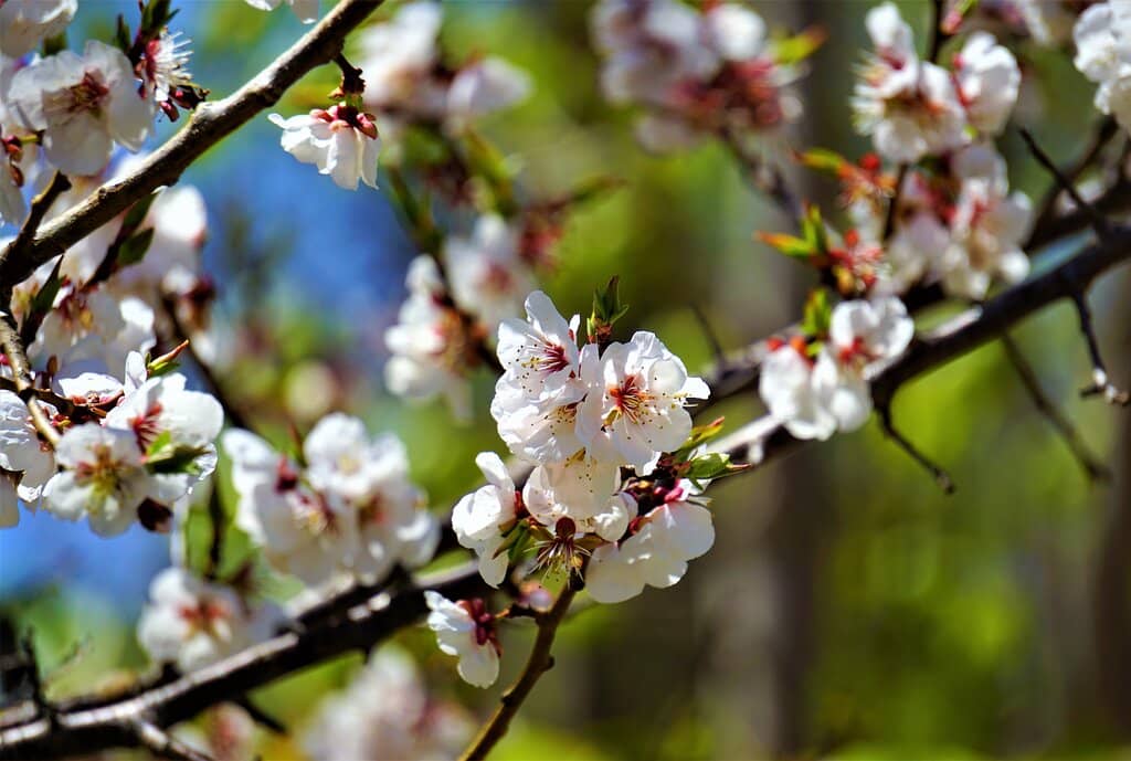 Cherry Blossom Spectacle