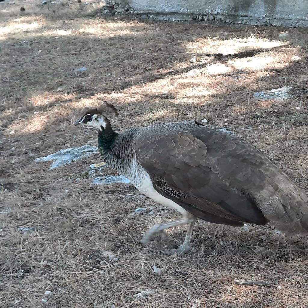 Crystal Clear Turquoise Waters