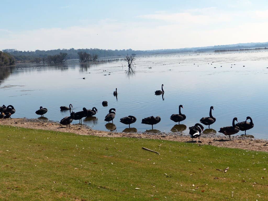 Boardwalks and Bush Tracks