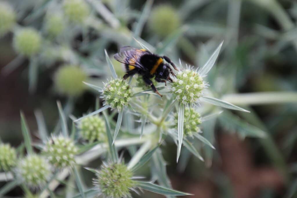Linnaeus's Restored Garden