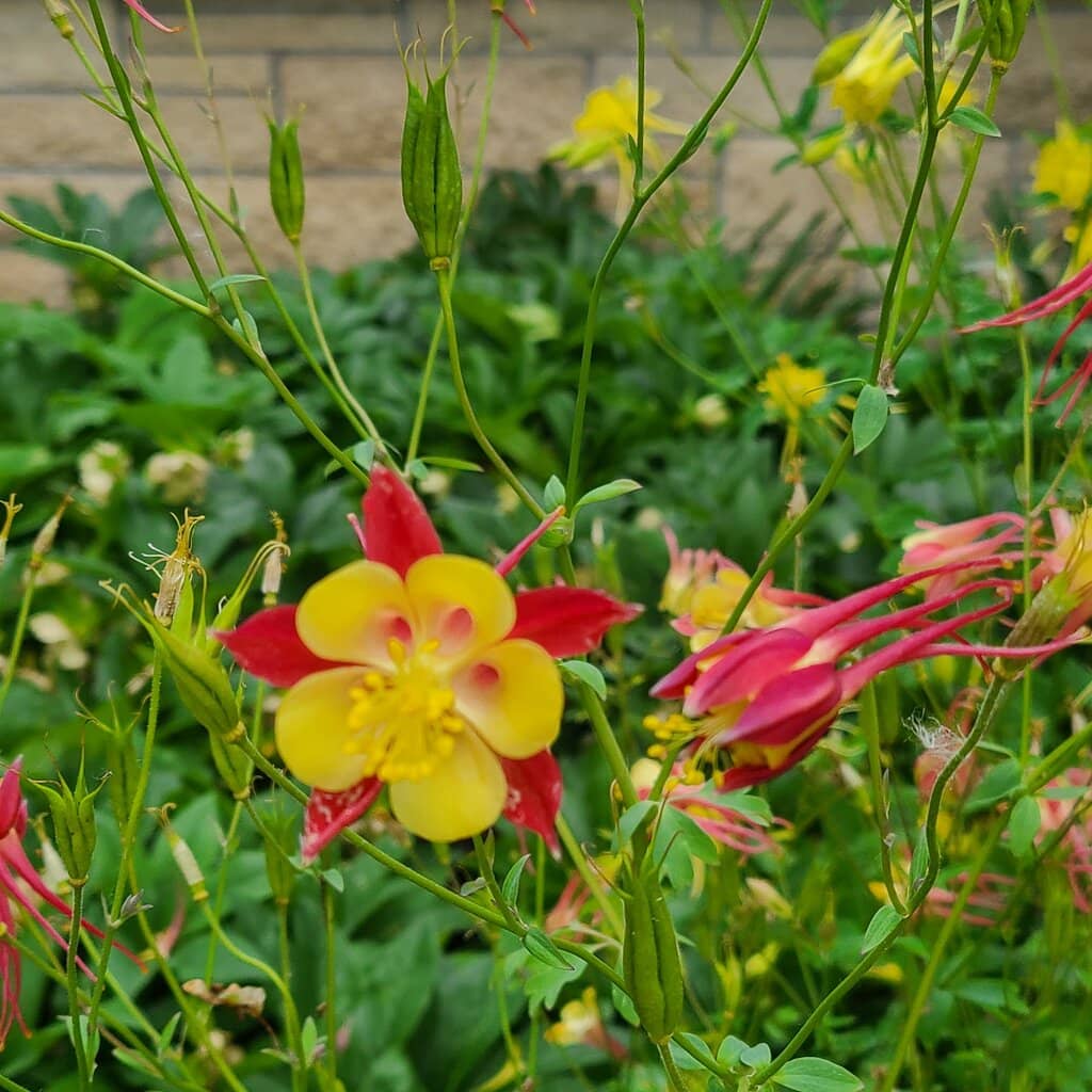 Bill Snyder Family Stadium