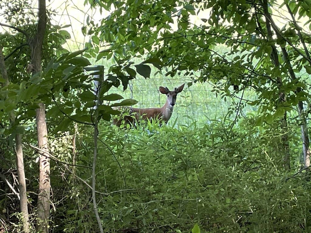Wooded Trail Adventure