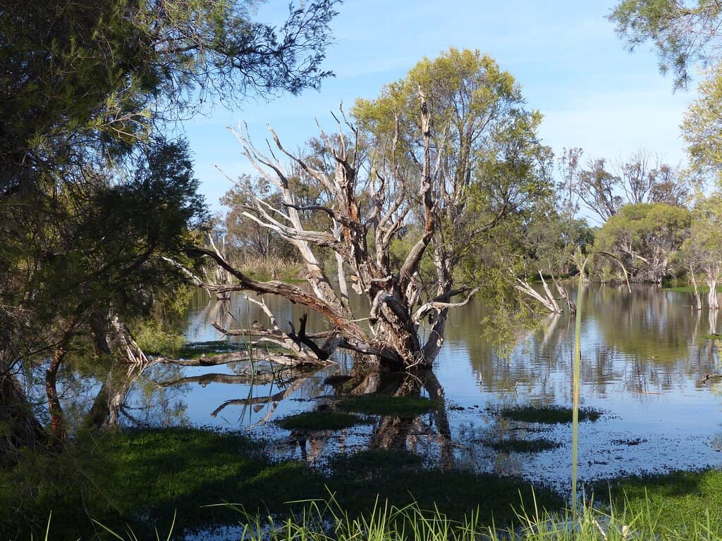 Olive Seymour Boardwalk
