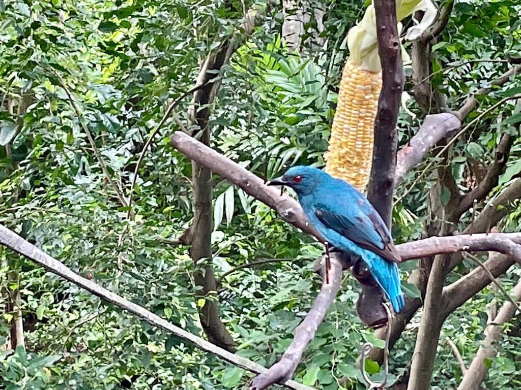 Tropical Jungle Immersion