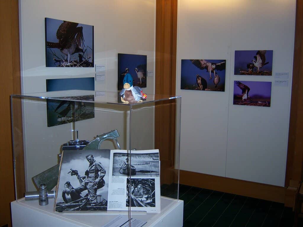 Diverse Naturalist Art Gallery