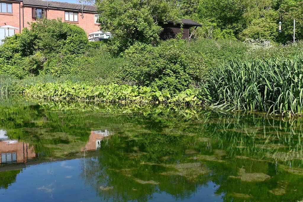 Historical Watercress Beds