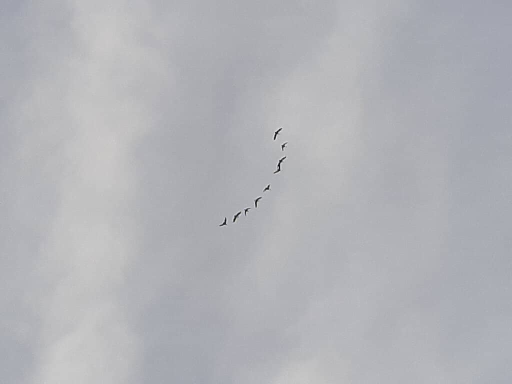 Moona Moona Creek Link