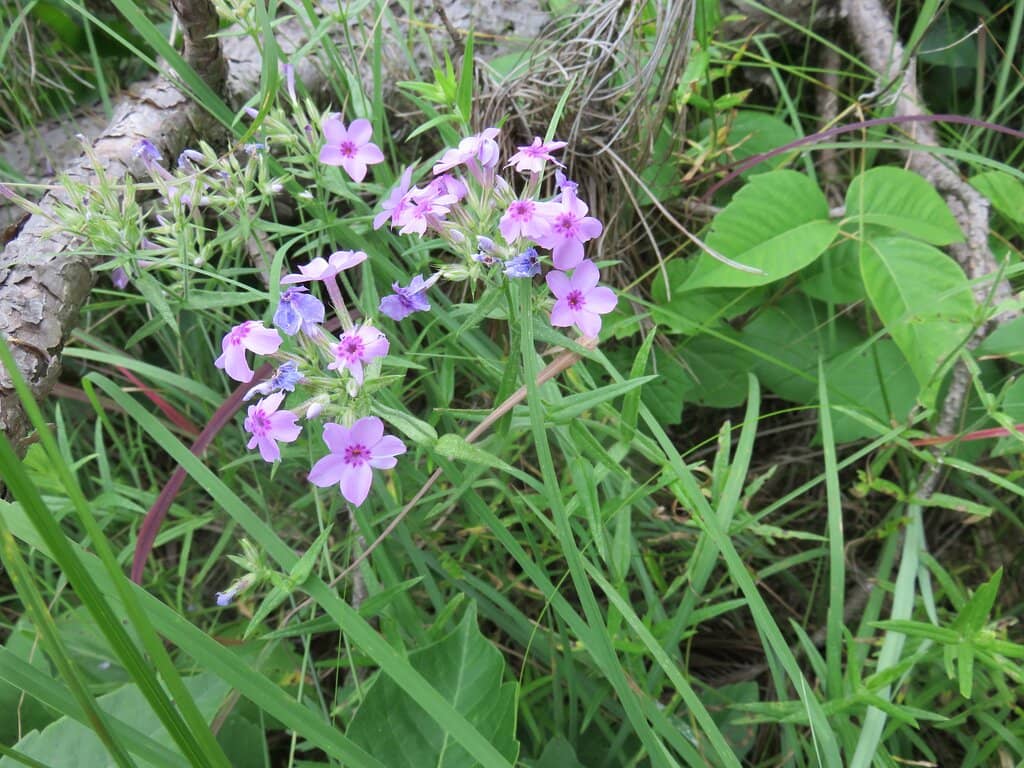 Forest Lookout Tower