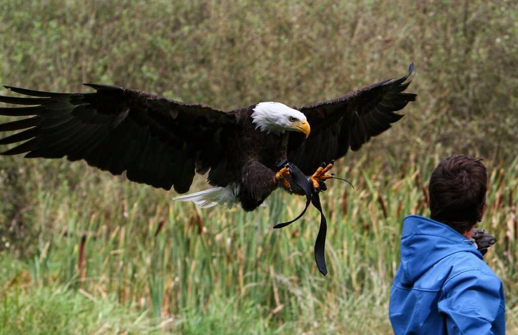 Flying Demonstrations