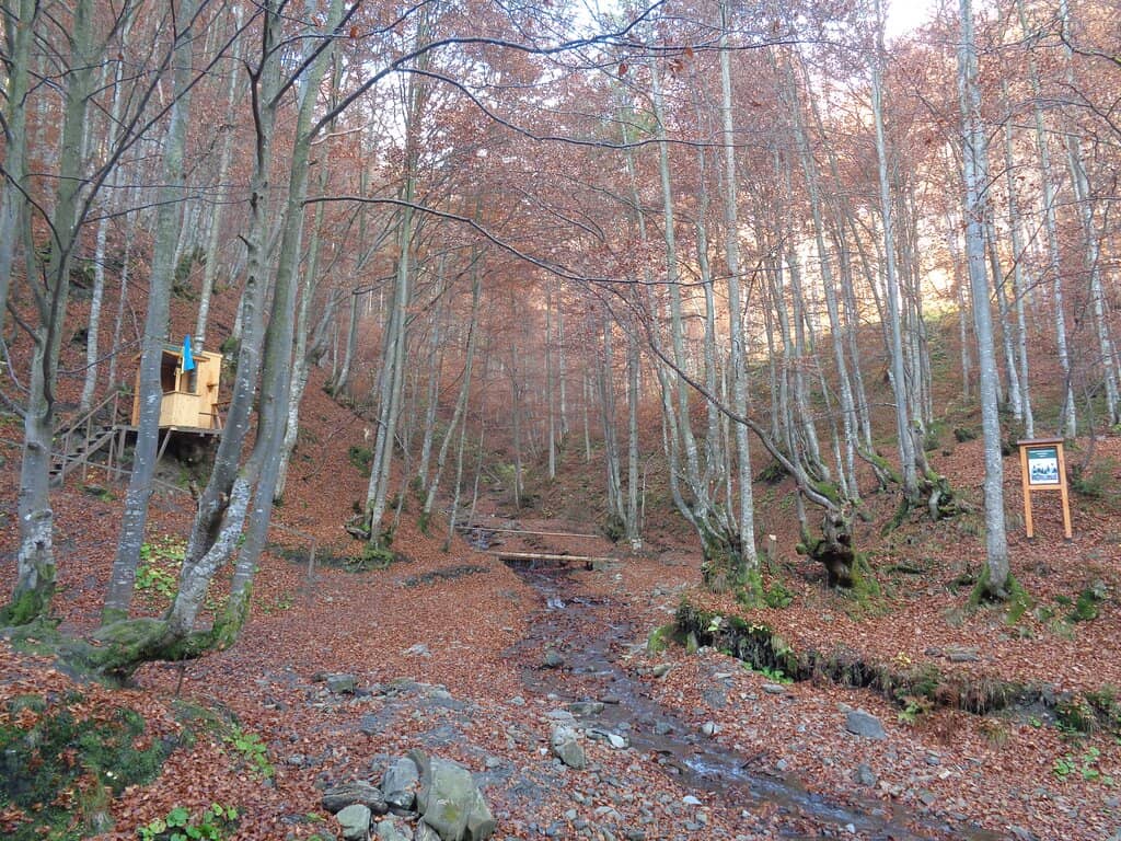 Carpathian Mountain Scenery