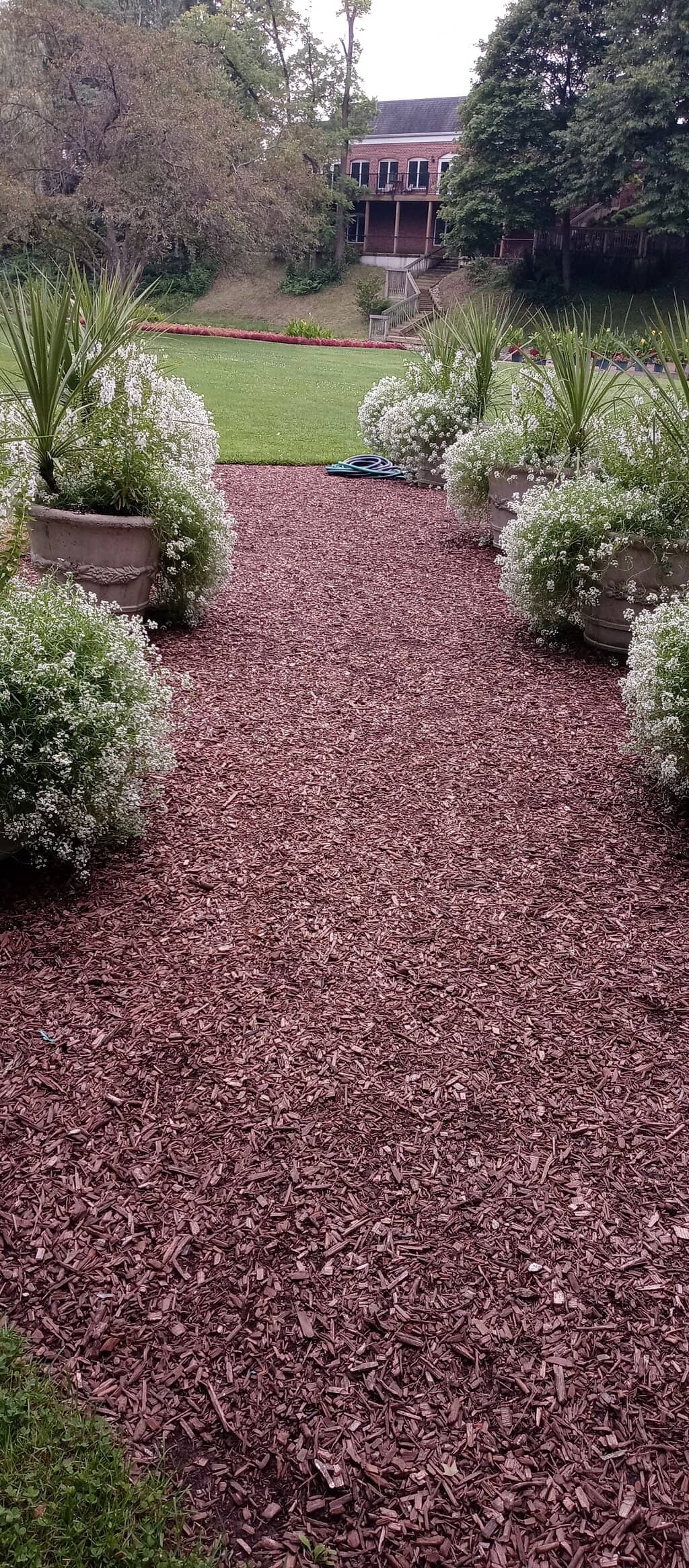 Bonsai Tree Collection