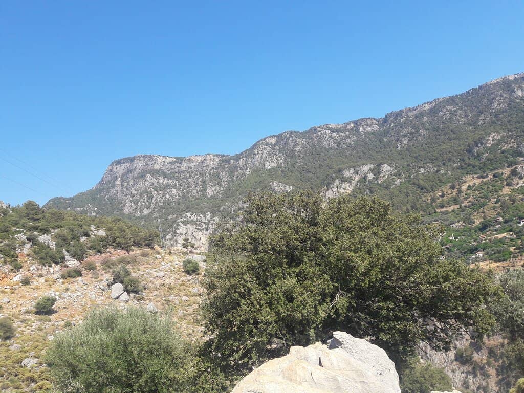 Abundant Butterflies