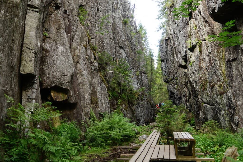 Wild Blueberry Patches