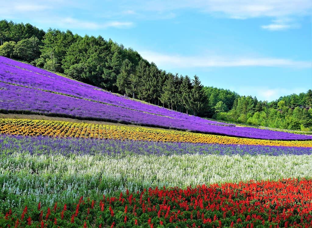 Scenic Chairlift Ride