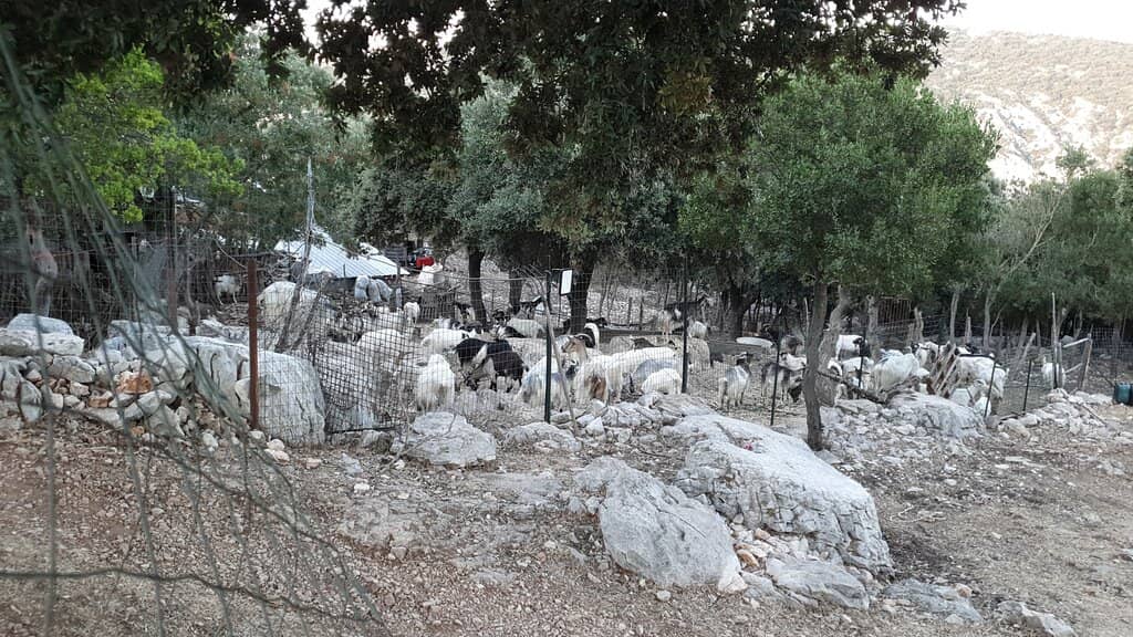 Abundant Homemade Sardinian Cuisine