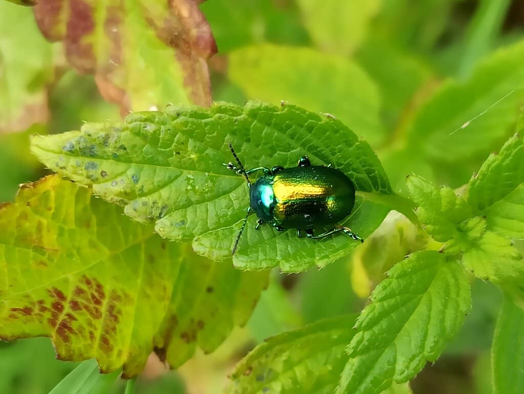 Historical Trail Markers