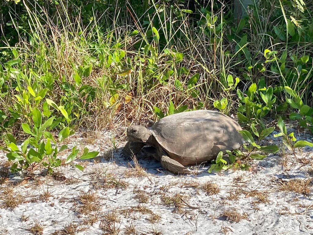 Stump Pass Beach Park