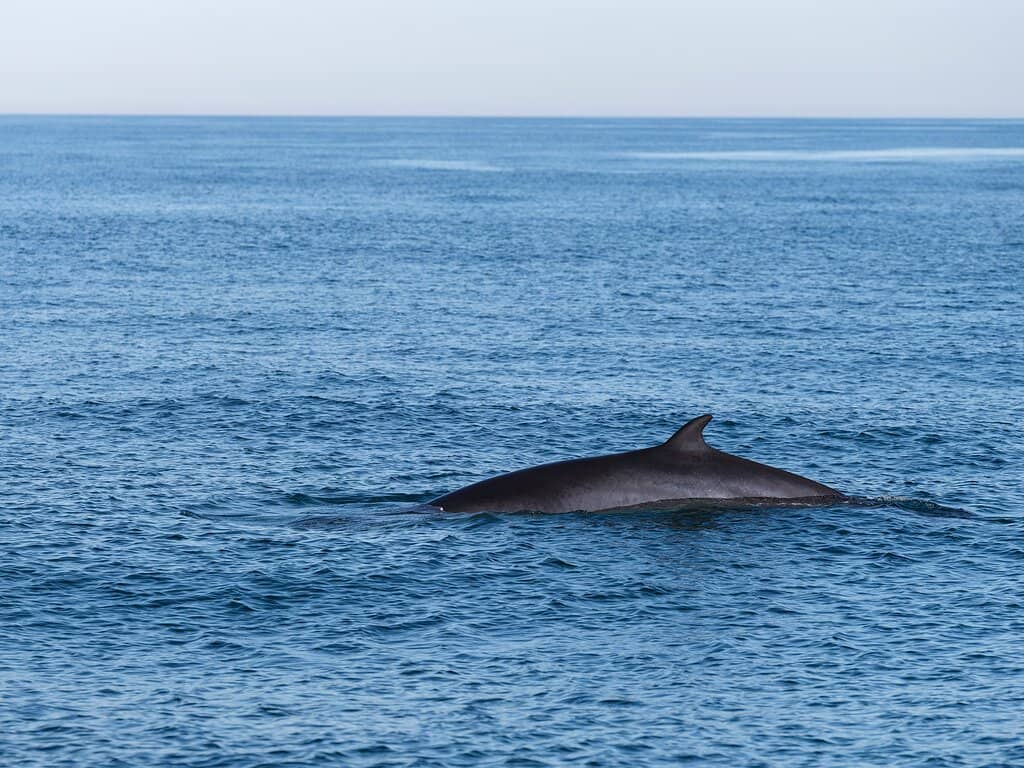 Scenic Coastal Views