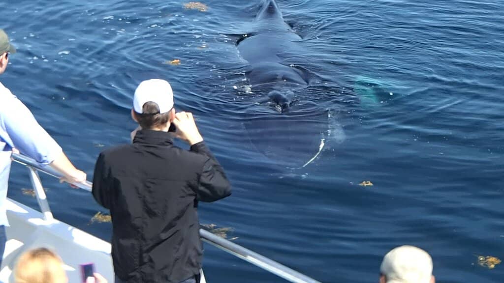 Lobstering Industry Insights