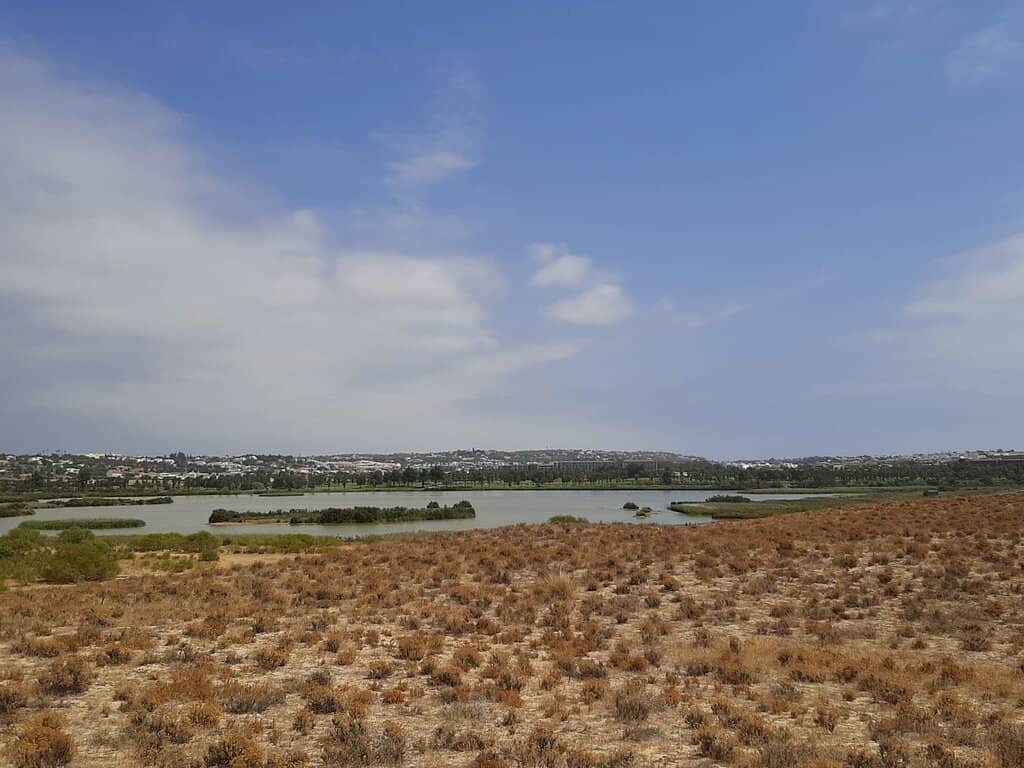 Tranquil Birdwatching