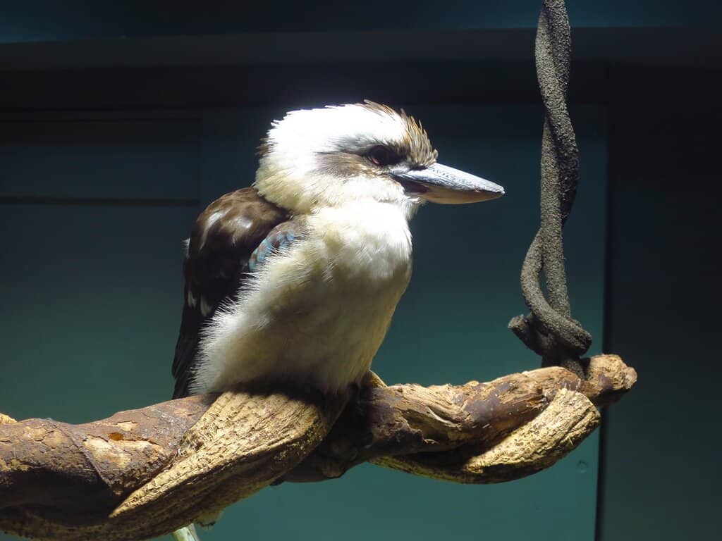Amazonian Rainforest Zone