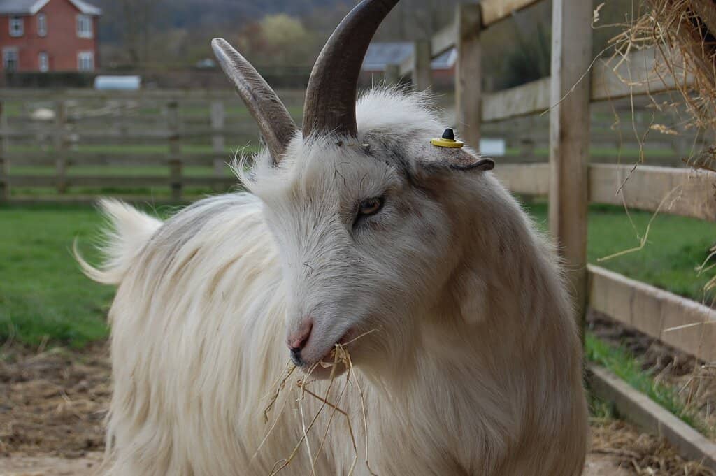 Interactive Feeding Sessions