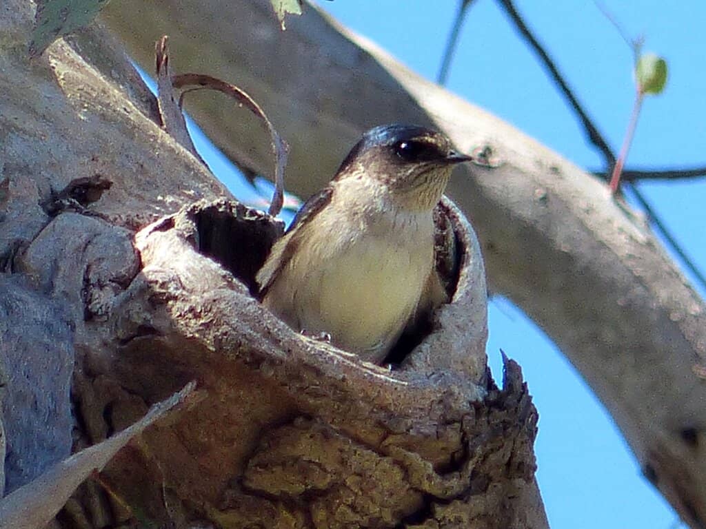 Picnic & BBQ Facilities