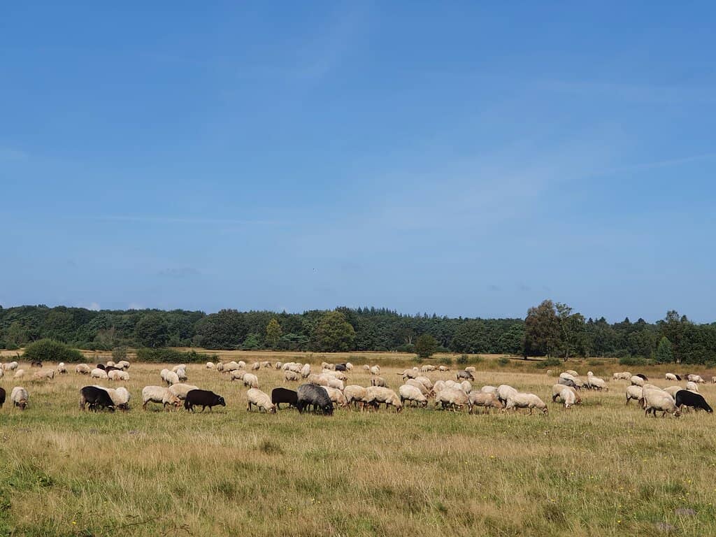 Birdwatching Station