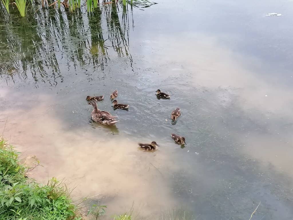 Russky Island Bridge