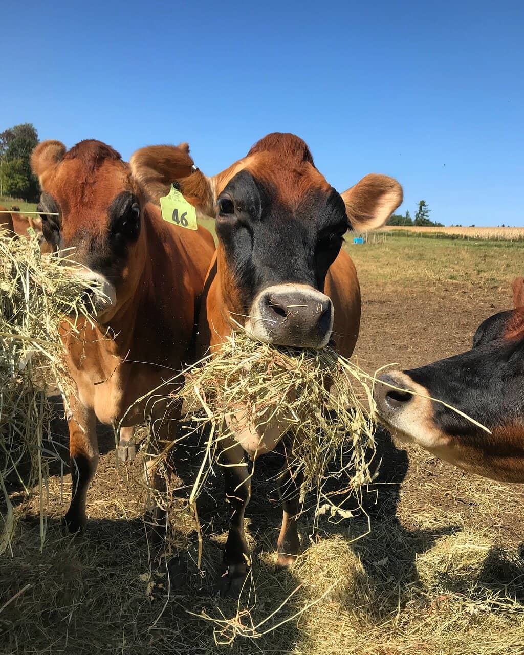 Farm Store & Cheeses