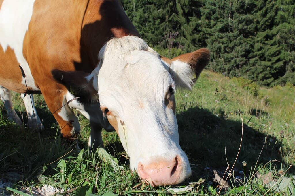 Peaceful Alpine Pasture