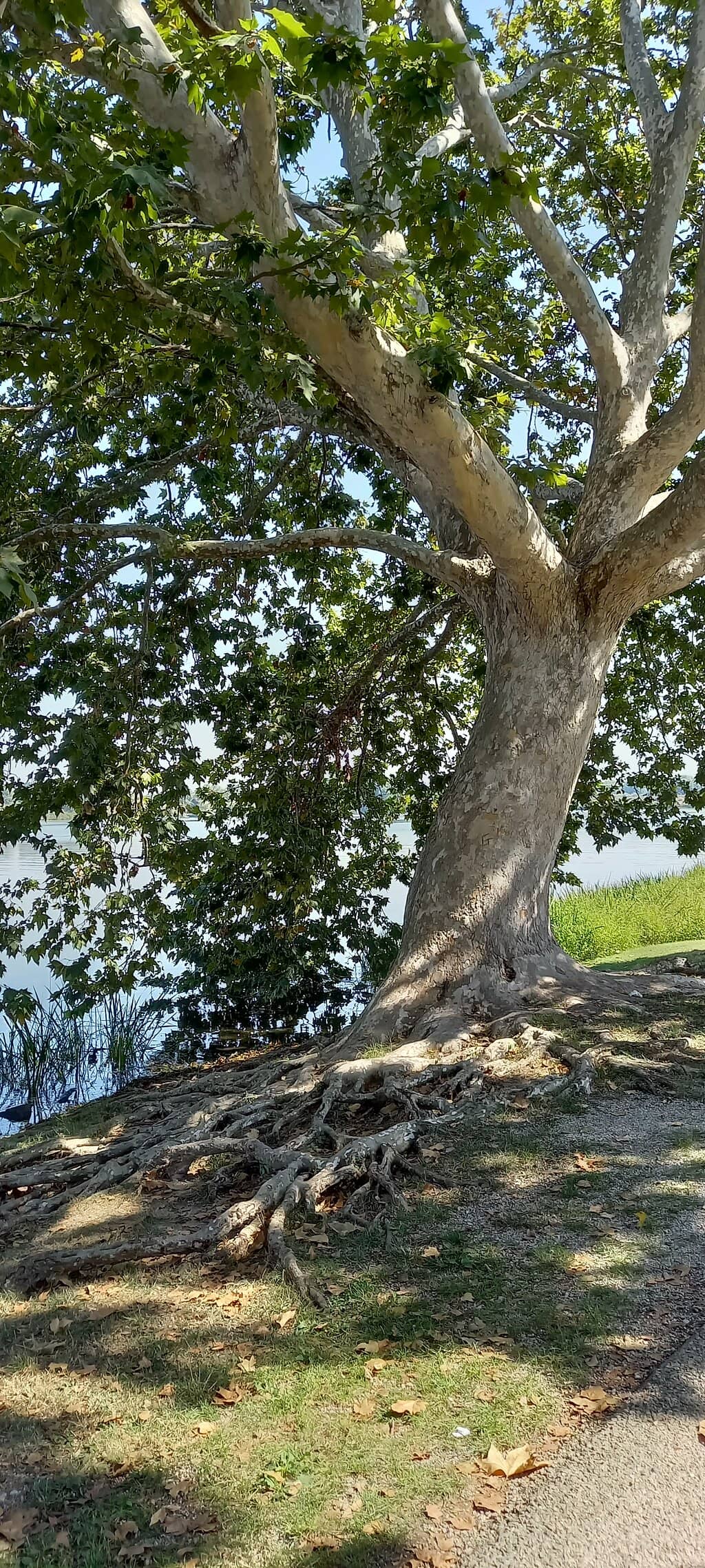 Ephemeral Lake Beauty