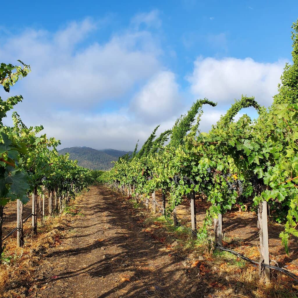 Iconic Doctor Seuss Trees