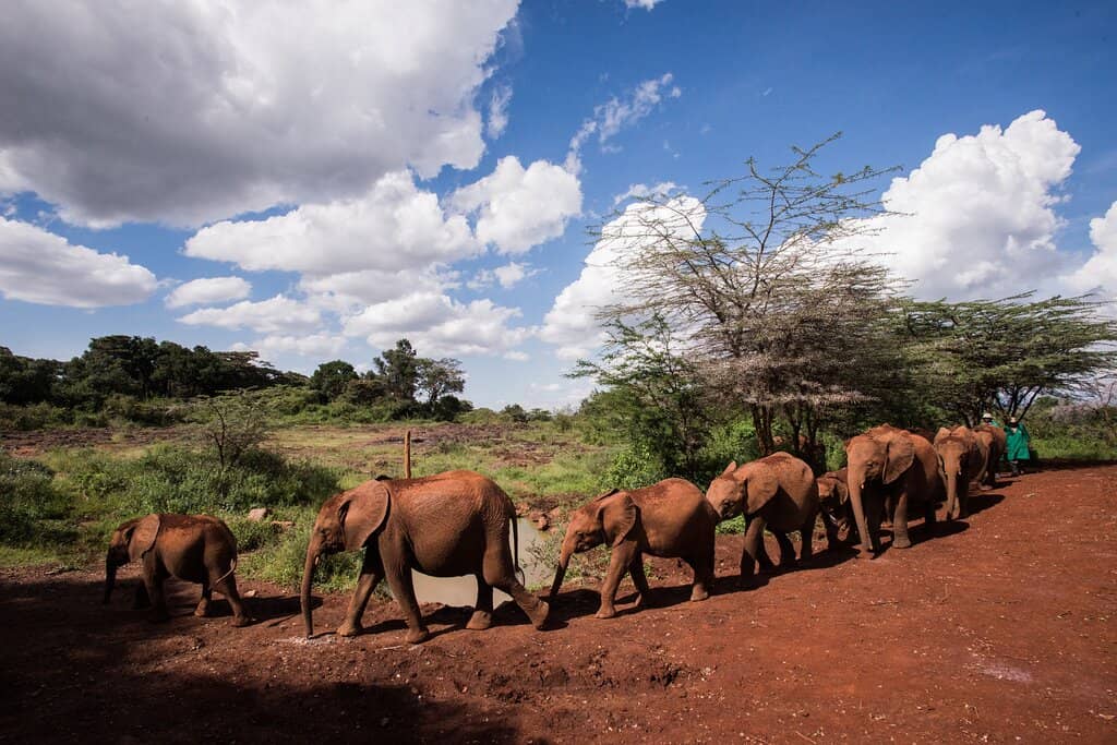 Baby Rhino Sightings