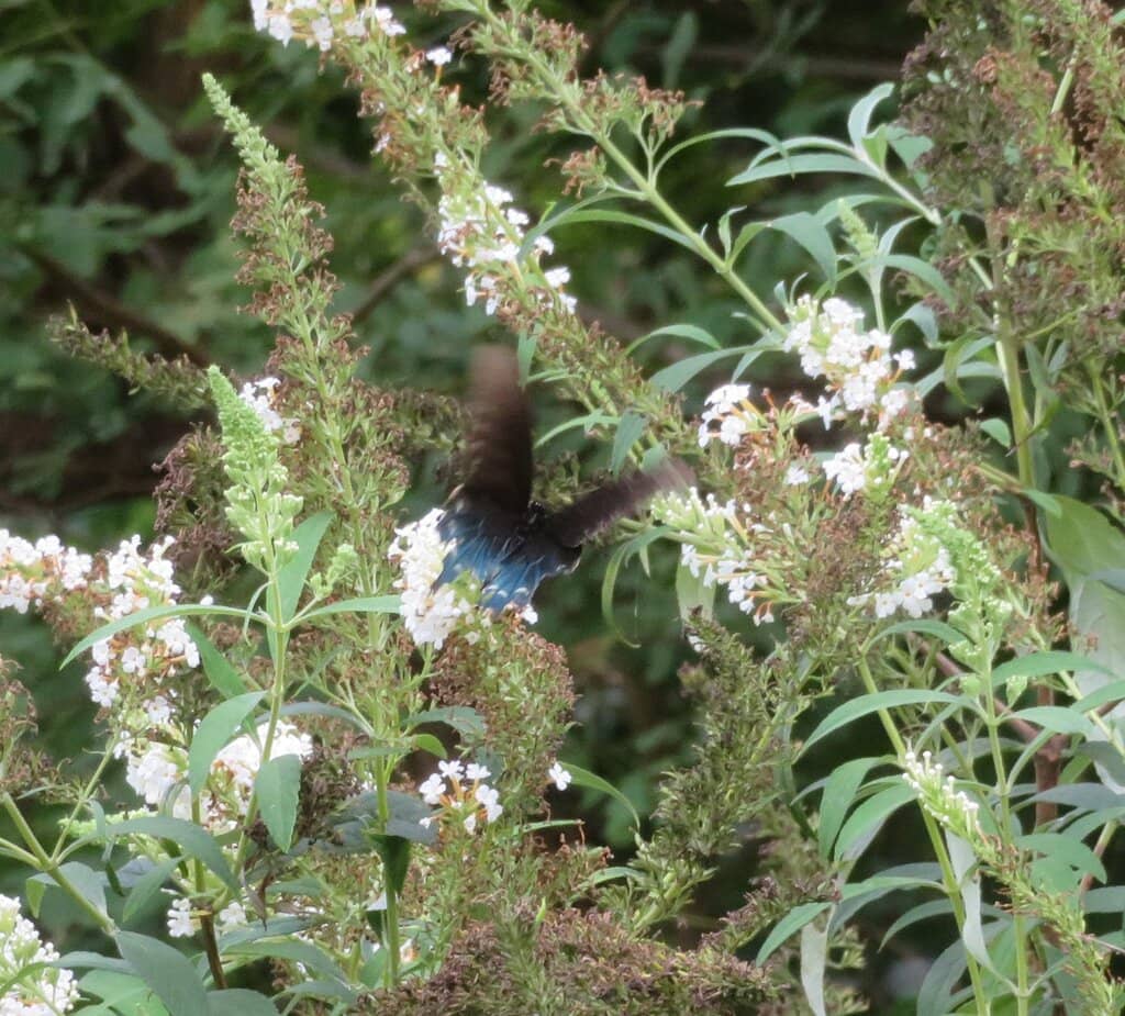 Archaeological Exhibits