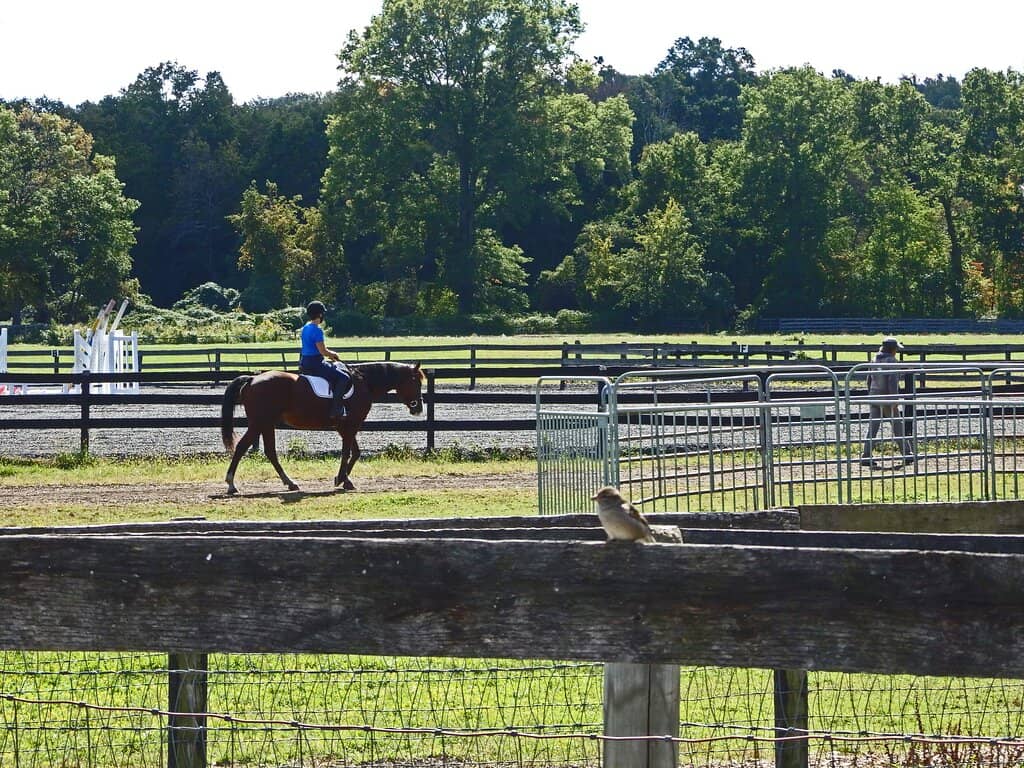 Therapeutic Riding Programs