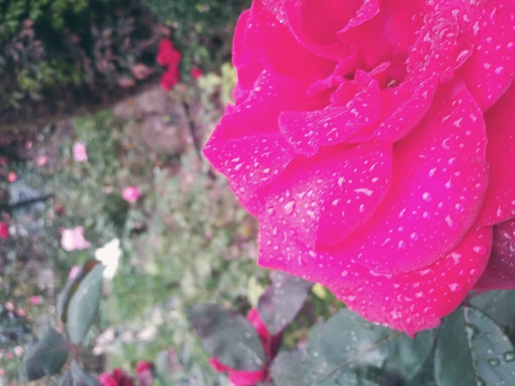 Charming Rose Collection