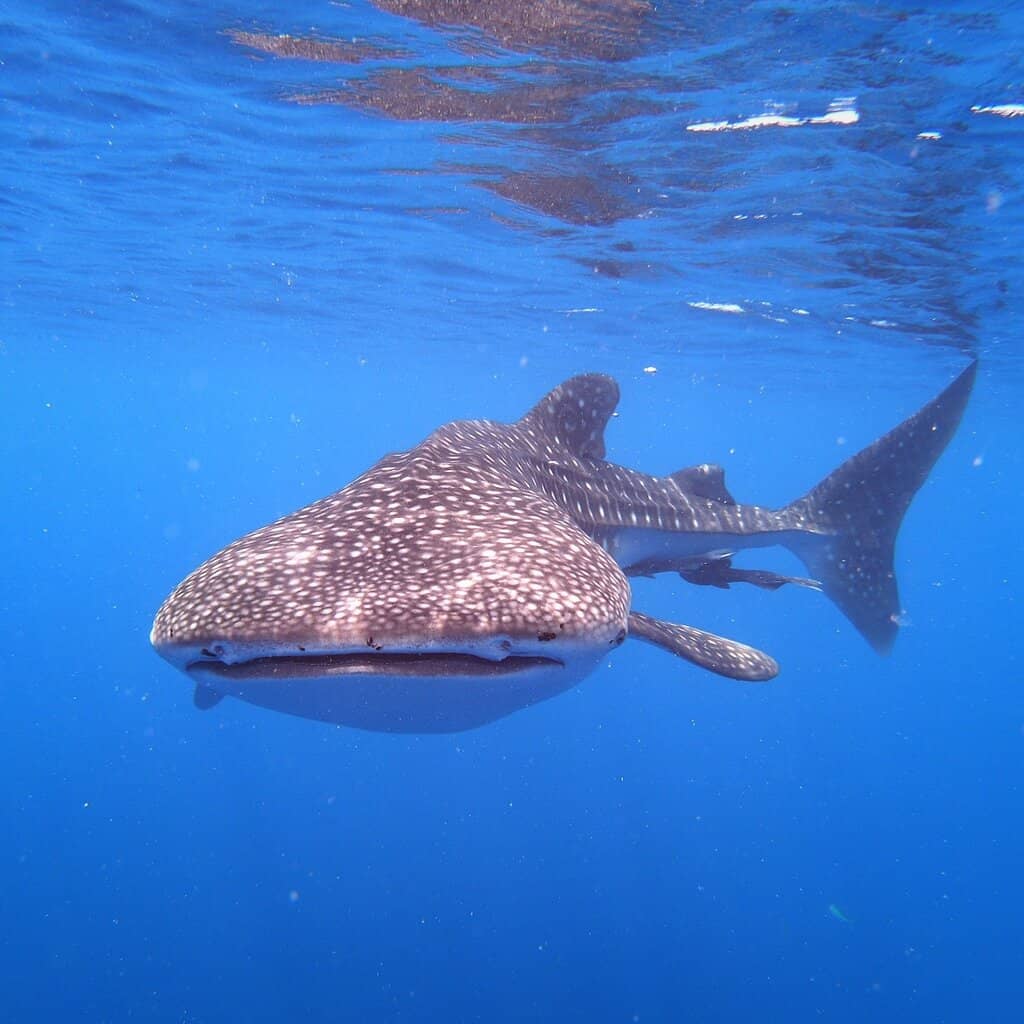 Manta Ray Encounters