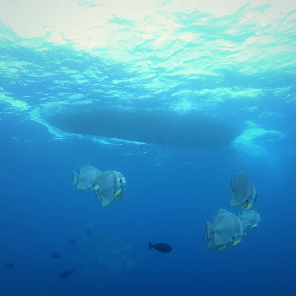 Discover Thoddoo's Marine Life