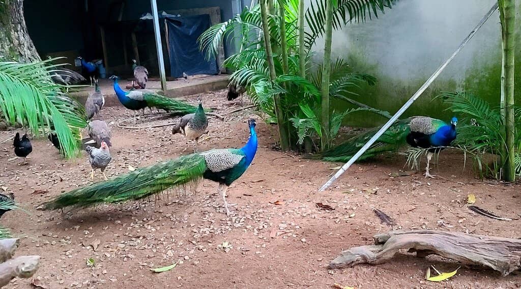 Tranquil Garden and Zoo