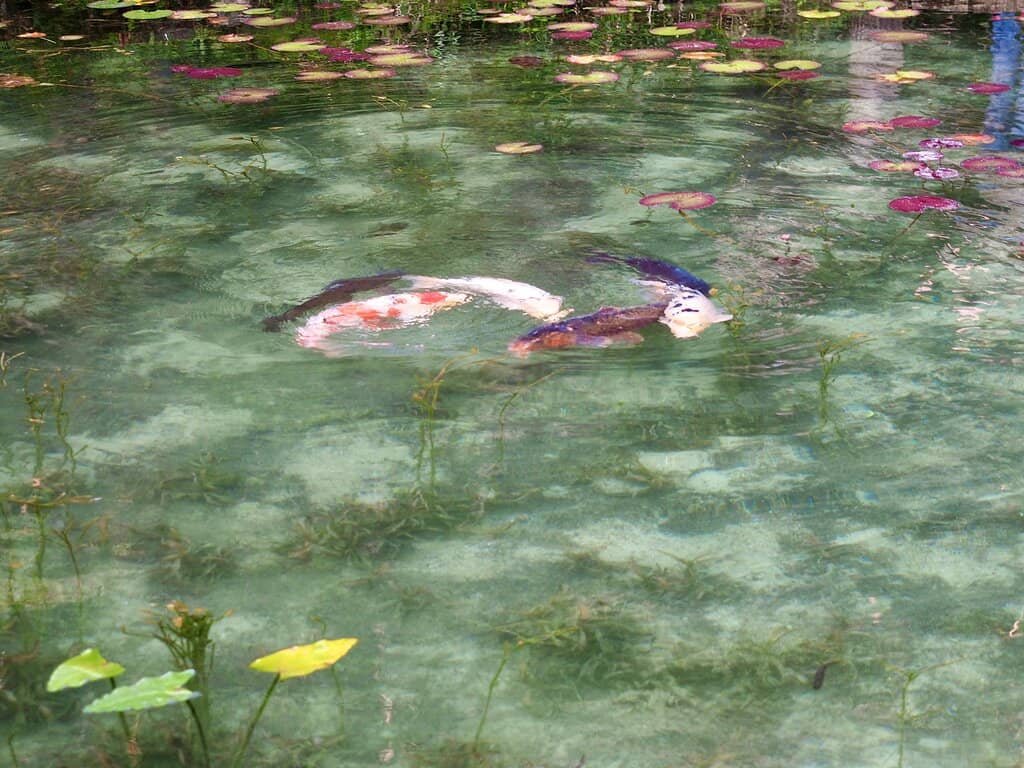The Koi Pond
