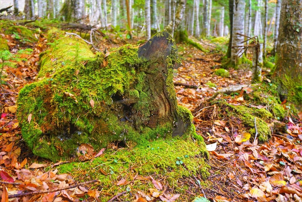 Mount Meakan & Akan-Fuji Views