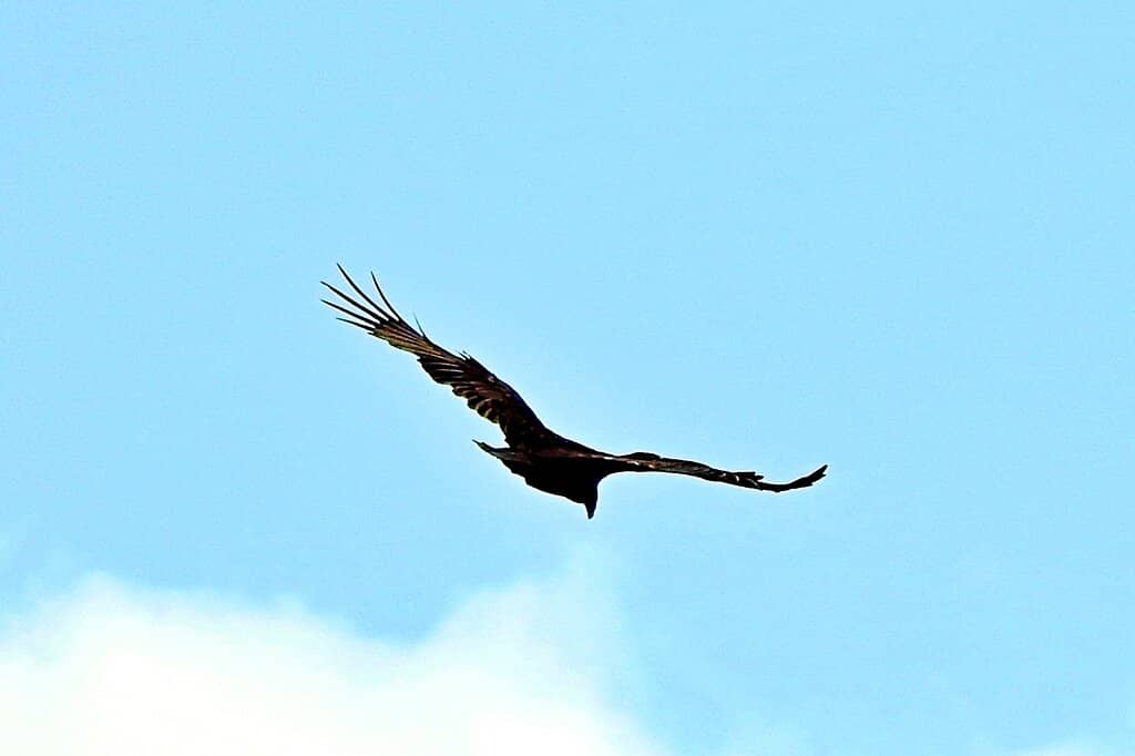 Lighthouse and Sailboat Views