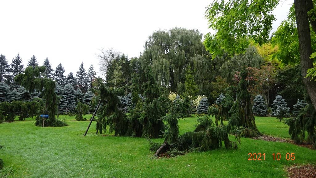 Conifer Garden
